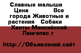 Славные малыши! › Цена ­ 10 000 - Все города Животные и растения » Собаки   . Ханты-Мансийский,Лангепас г.